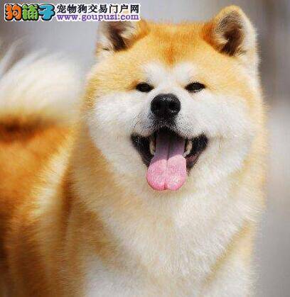 秋田犬最近总吐，而且拉血怎么办