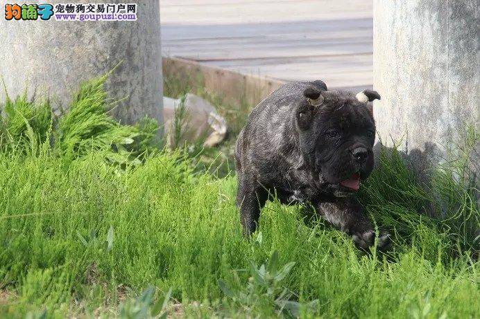 卡斯罗犬耳朵进水了，有点发炎怎么办