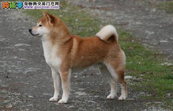 训练狗狗方法与窍门 怎样教会秋田犬学会趴下