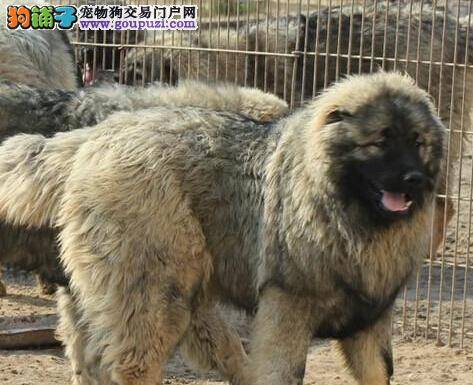 帮助高加索犬摆脱“狗改不了吃屎”的恶名