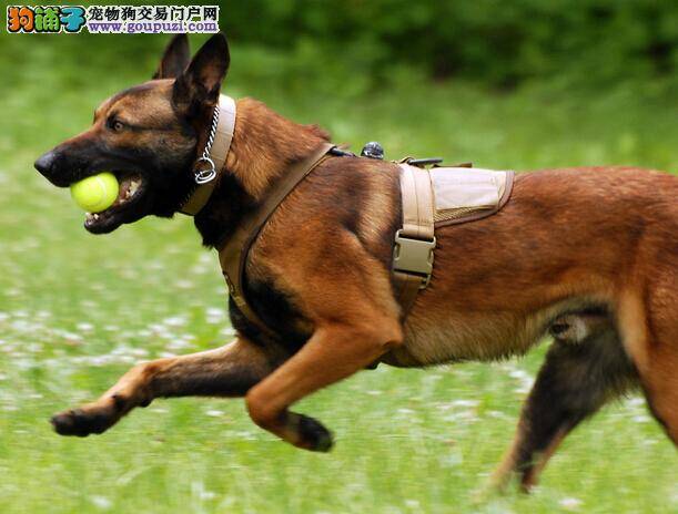 学习与尝试 自制马犬狗粮的方法与好处