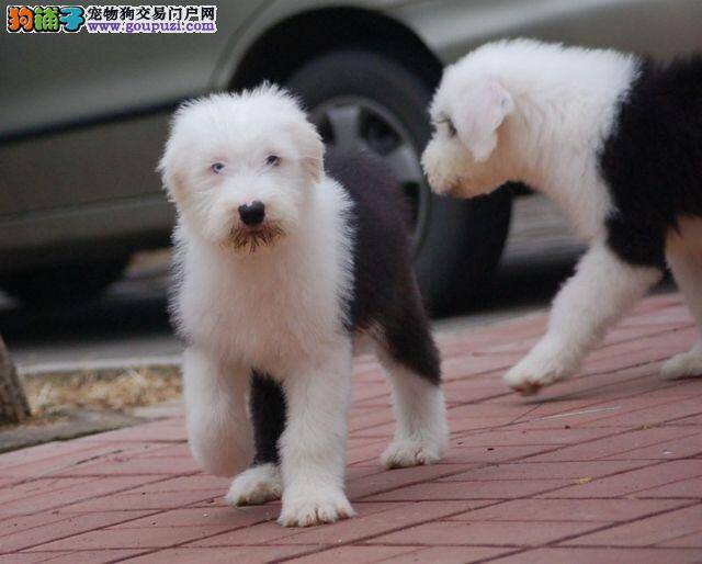 古代牧羊犬生病，没力气没精神 求帮助