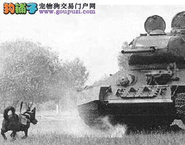 军犬训练有素 二战时可炸毁德军坦克