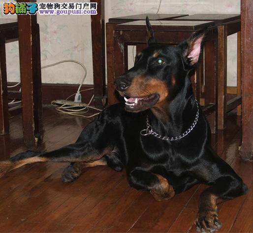 杜宾犬身上长很多红点点是怎么回事