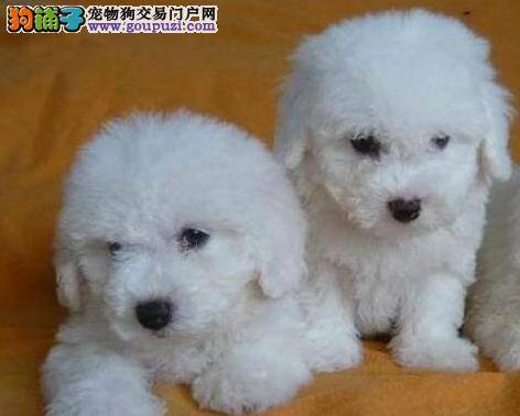 怎样分清年幼的比熊犬和泰迪犬