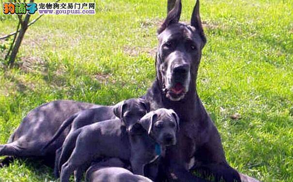 大丹犬如何配种 交配前的准备与时间