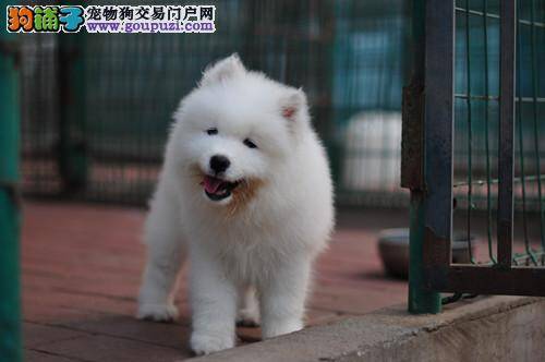 导致银狐犬拉软便带血的原因