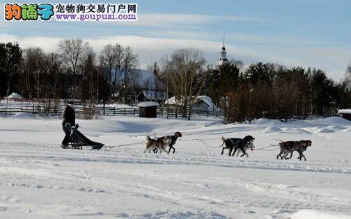 冬季里的美景——狗狗拉雪橇