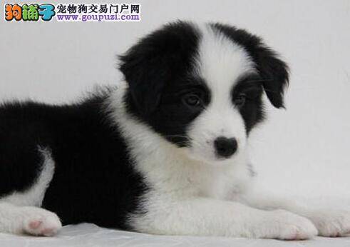 边境牧羊犬半夜突然拉稀了这是什么情况