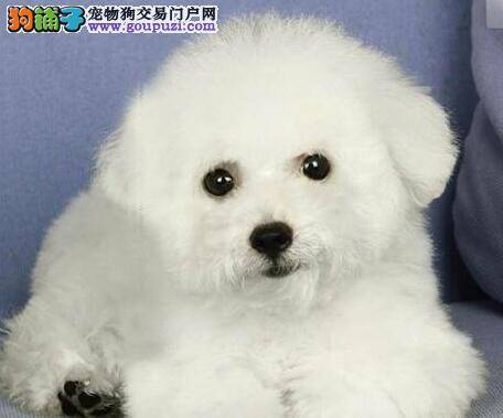 冬天饲养比熊犬最科学的喂养方法