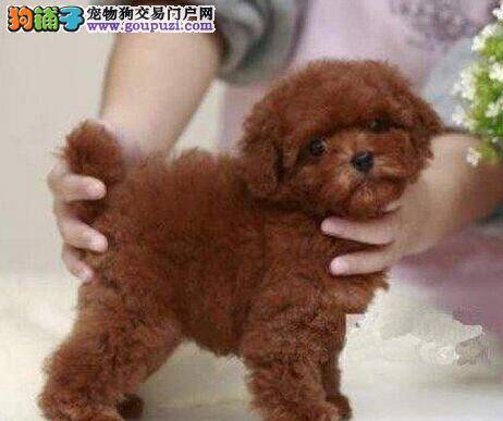 贵宾犬的购买需要用到哪些小妙招