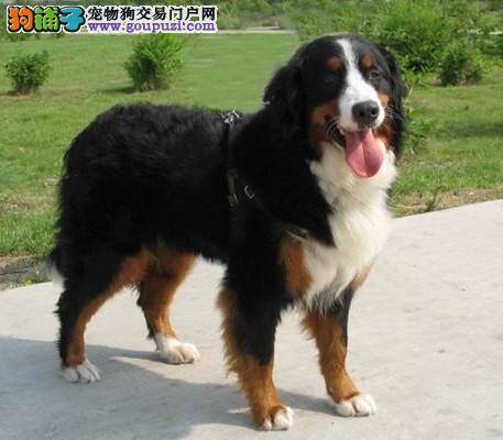 伯恩山犬怀孕后应该怎么喂养呢