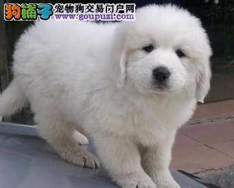 怎样给产后的大白熊犬洗澡