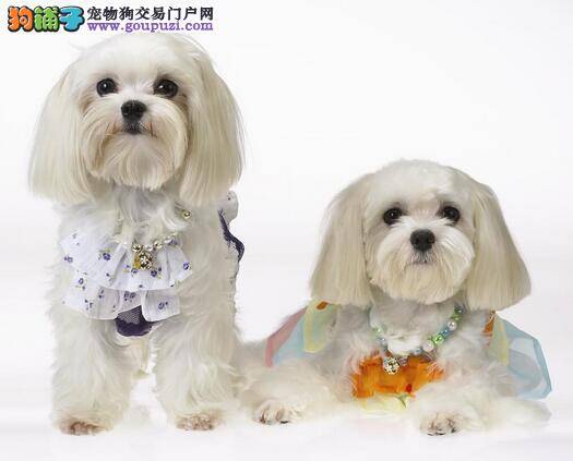 西施犬睡觉时脚一直动，原来是在做梦