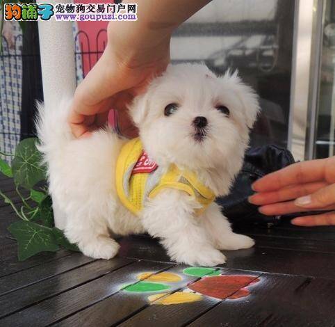 马尔济斯犬适合用什么牌子的沐浴露