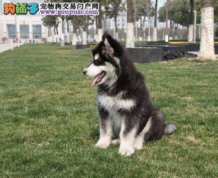 阿拉斯加雪橇犬幼犬的日常管理方式