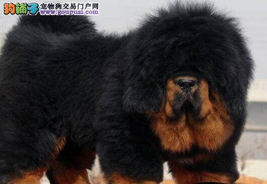 藏獒突然间不吃东西嗜睡是什么情况