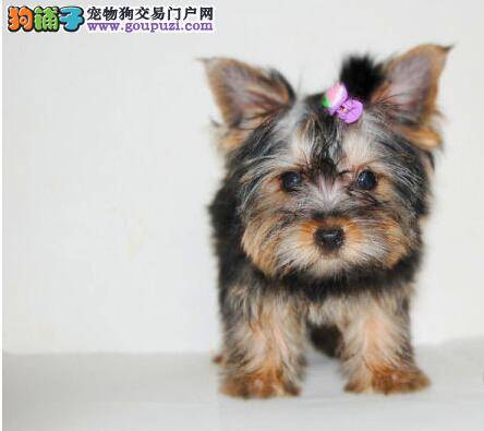给约克夏洗澡的前后需要注意什么