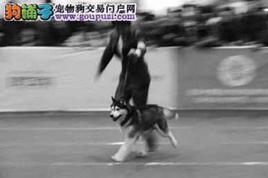 CKU全犬种冠军展在安徽开幕 国际级裁判来评审