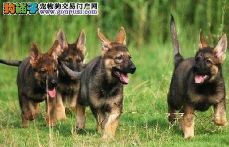 谈谈喂养工作的重要性 说说昆明犬吃什么最健康