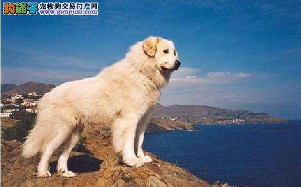 中亚牧羊犬竟是哈萨卡斯坦国宝 中亚牧羊犬的性格