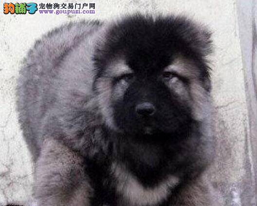 高加索犬乱吃东西患上肠胃炎了应如何医治