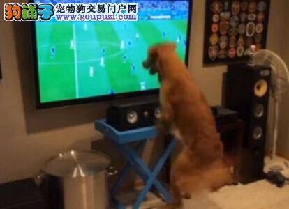 宠物狗变身成为球迷 每天观看世界杯