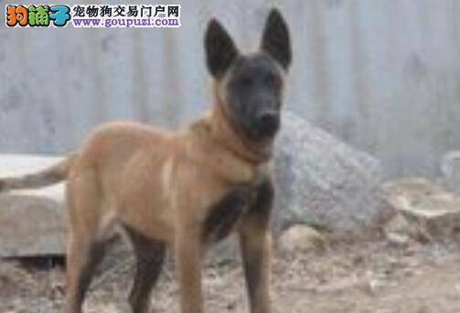 家庭保姆为你支招 马犬洗澡之前需准备七大件