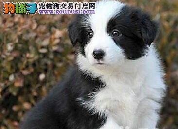 边境牧羊犬的身上起了很多的包怎样才能康复