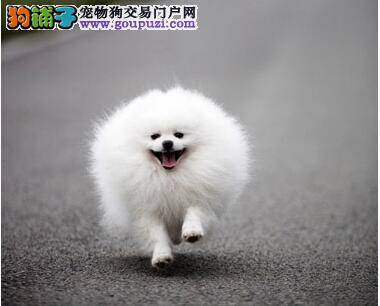 超高人气圆滚滚的博美犬
