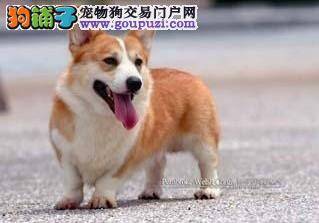 如何训练柯基犬接飞盘 有哪些技巧