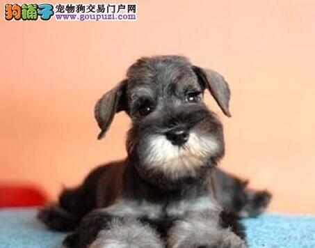 雪纳瑞不知道为什么最近总尿血