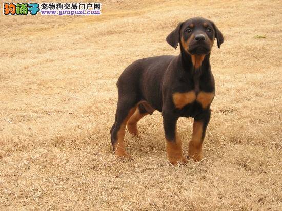 杜宾犬拉虫子了，需要驱虫吗