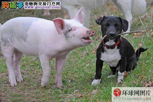 是猪还是狗？动物庇护站里的“猪朋狗友”