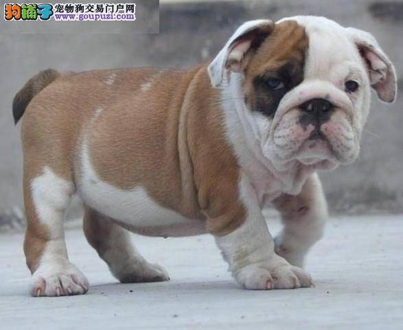 斗牛犬拉软便该怎么治疗