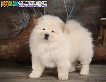 美容必备神器 给松狮犬美容准备哪些工具最有用