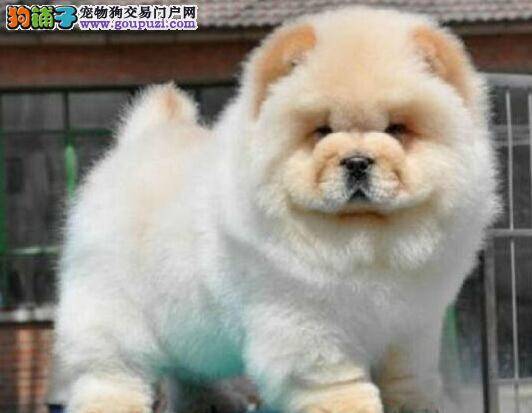购买松狮犬时你必须要了解的一些情况