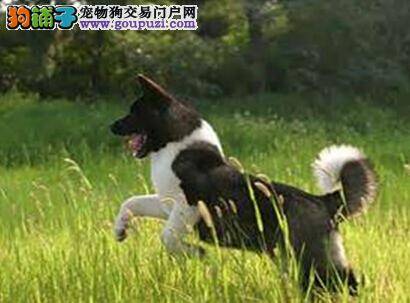 教你了解宠物用品 让你学会秋田犬耳粉的使用方式