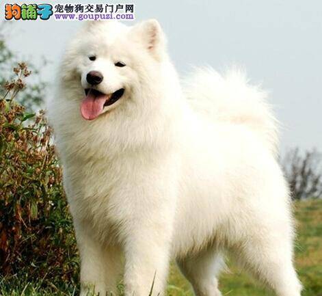 萨摩耶尿液里有异物，不爱吃饭是病了吗