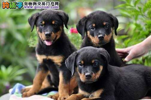 健康的罗威纳犬精神良好五官健康无腹泻现象