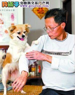 主人左腿残疾，扶助犬左右相伴