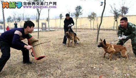 场景重现 演绎警犬是怎样炼成的