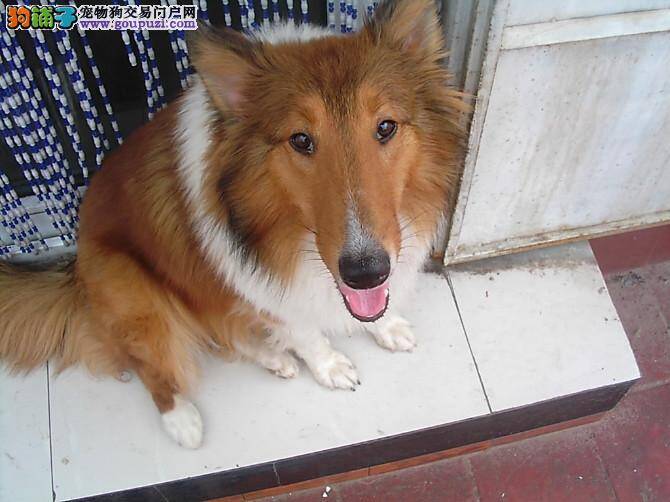 喜乐蒂犬吃完鸭头后呕吐有没有事