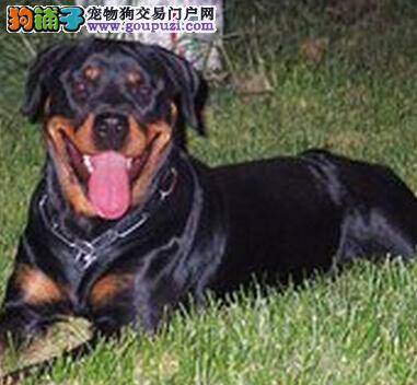 好大夫在线 详细了解罗威纳犬流泪的原因