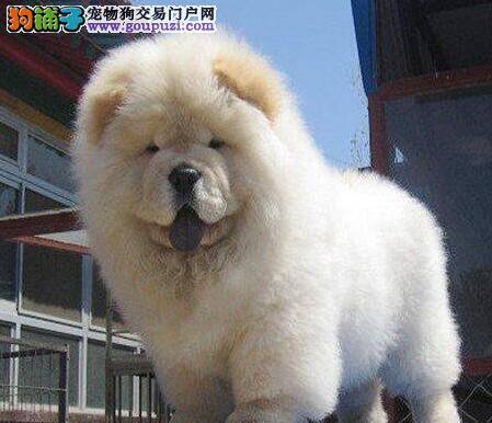 松狮犬喜欢呕吐的原因有哪些