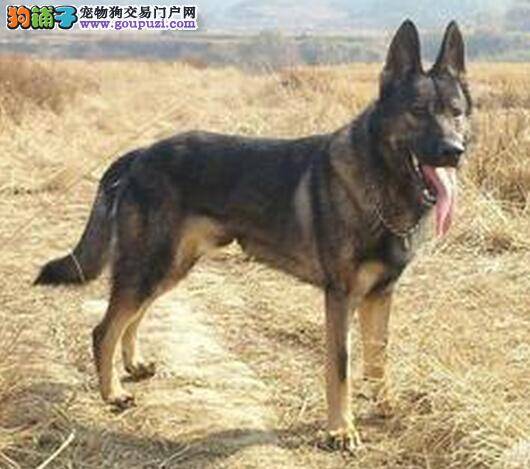 狗狗洗澡也讲究 如何给昆明犬彻底的清洁卫生