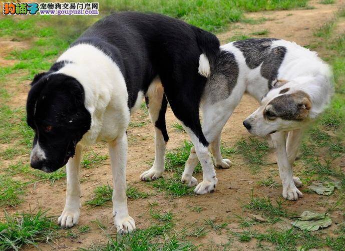 中亚牧羊犬，完胜藏獒的最强牧羊犬