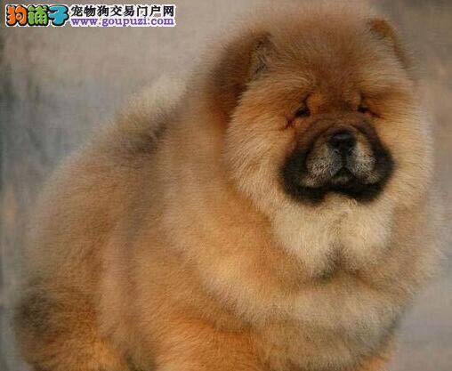 1个多月的松狮犬泪痕严重怎么去除
