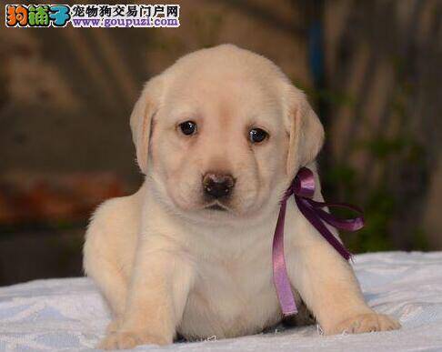 拉布拉多犬最近感冒了应怎么办