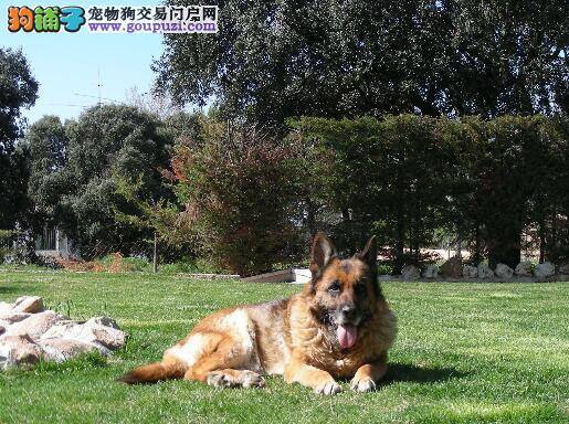 优缺点并存 德国牧羊犬的犬种优点与缺点